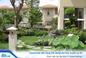 Những lưu ý bạn cần biết khi trồng cây phong thủy 